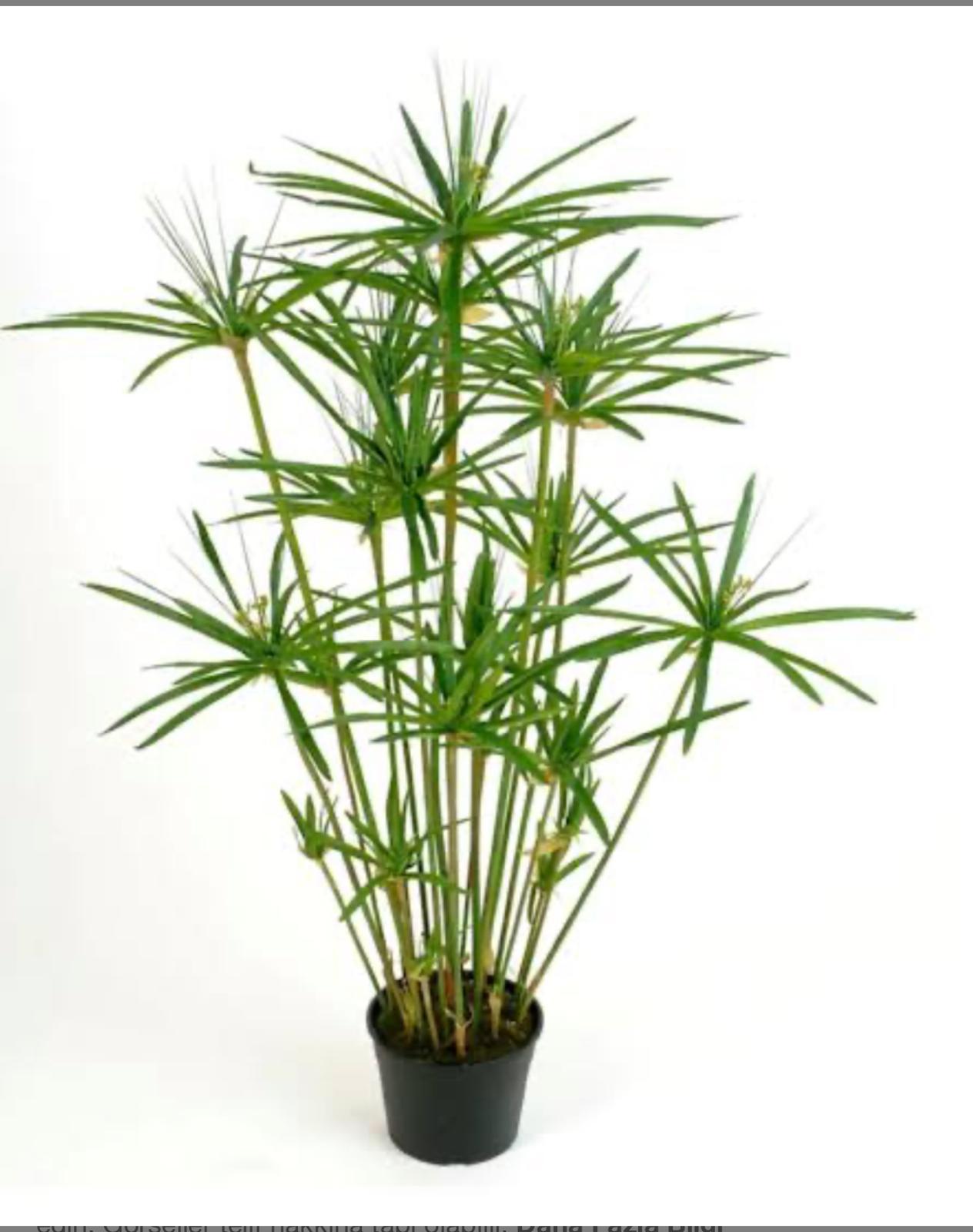 Şemsiye Bitkisi (Cyperus)