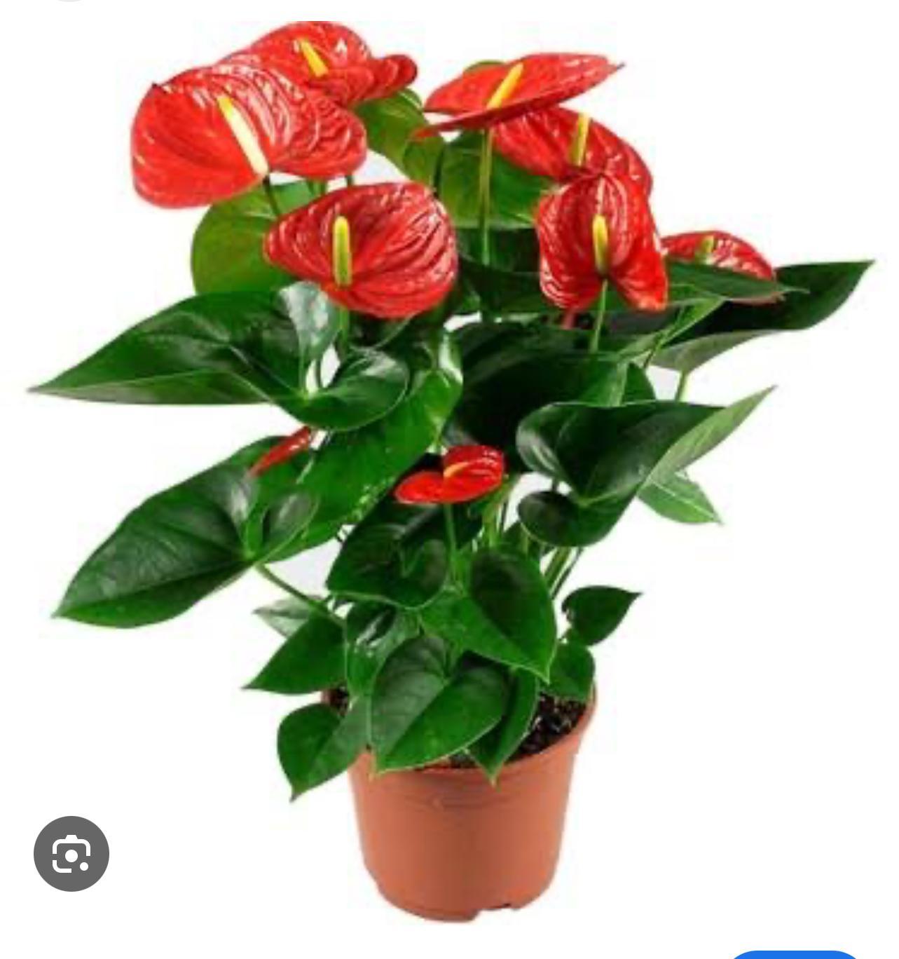 Antoryum (Anthurium )