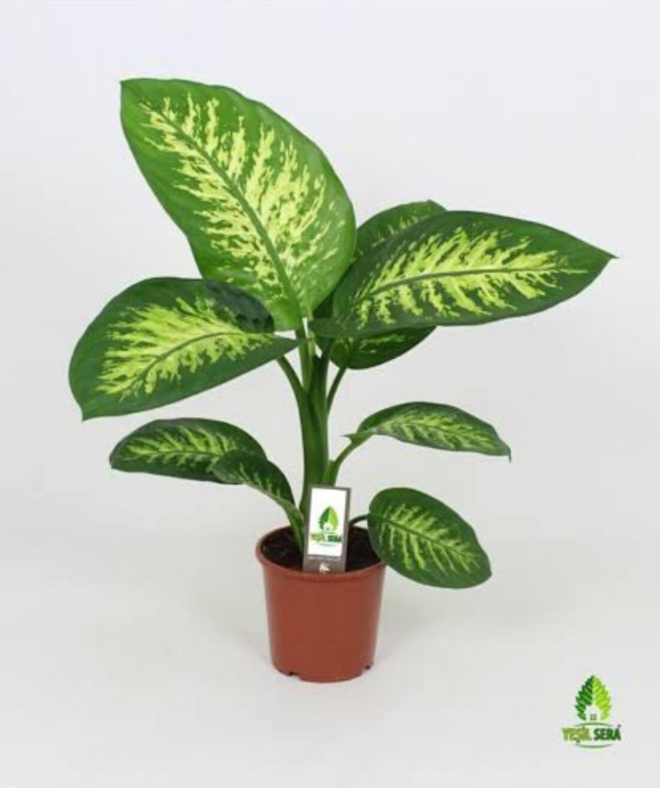 Difenbahya (Dieffenbachia)