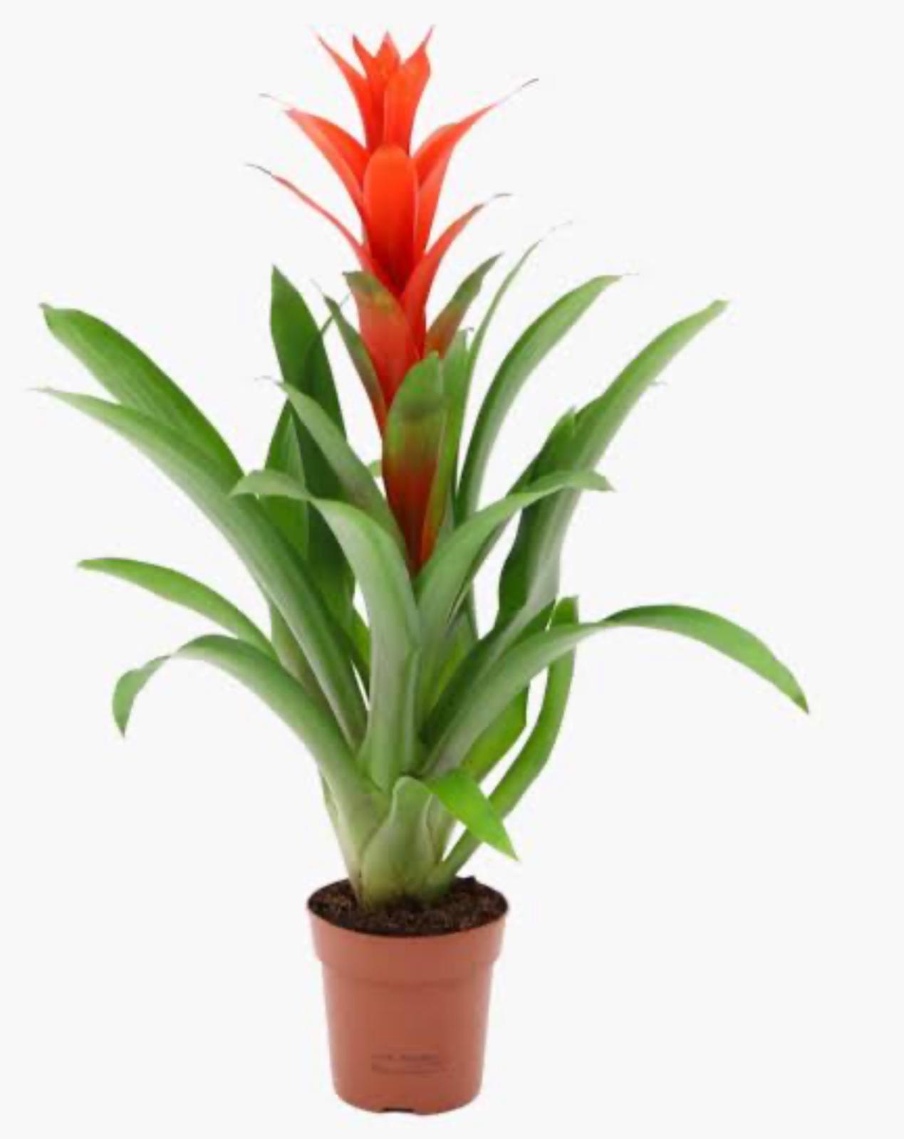 Guzmania (Bromeliad)