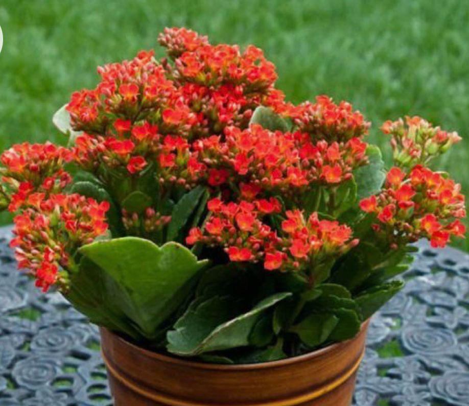 Kalanchoe (Kalanşo) Turuncu