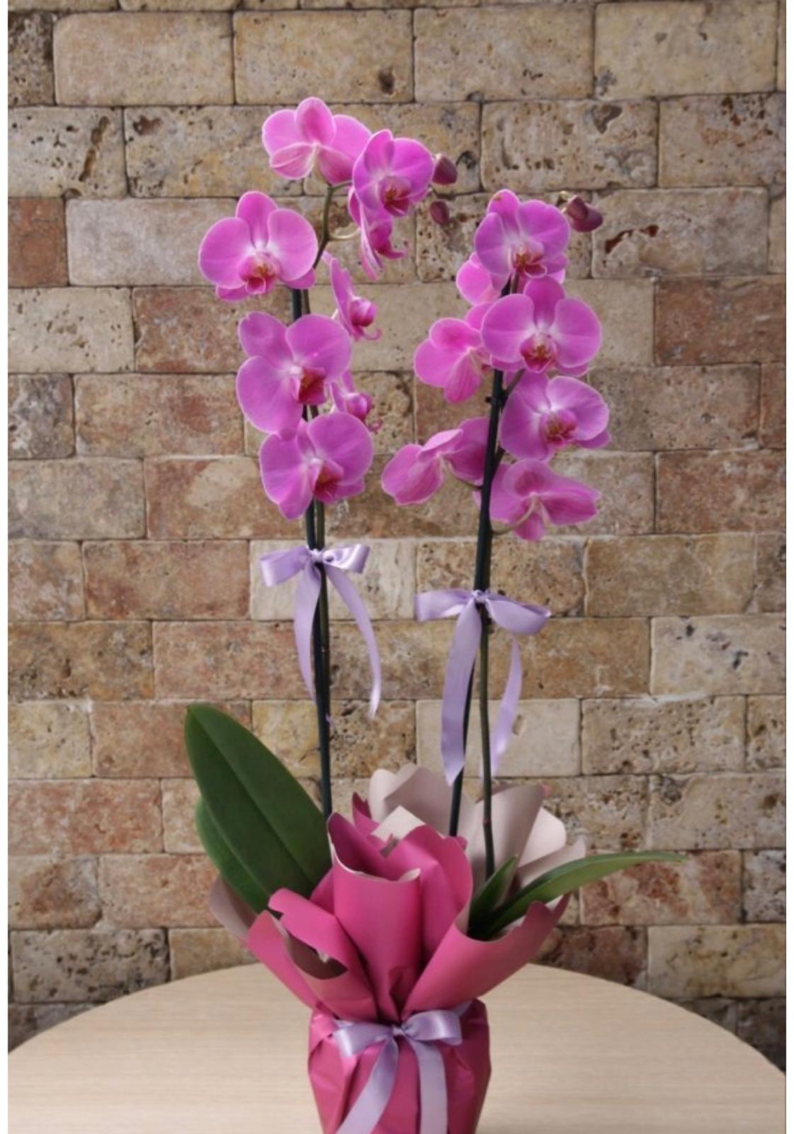 Orkide (Phalaenopsis) Çift Dal Mor