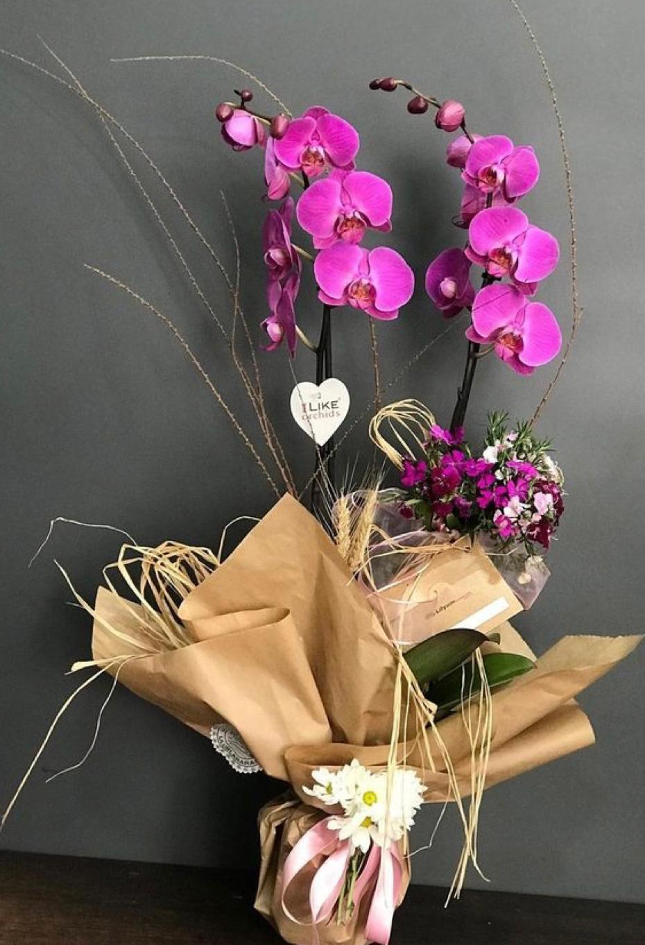 Orkide (Phalaenopsis) Çift Dal Mor