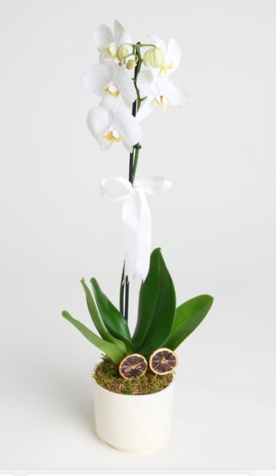 Orkide (Phalaenopsis) Beyaz
