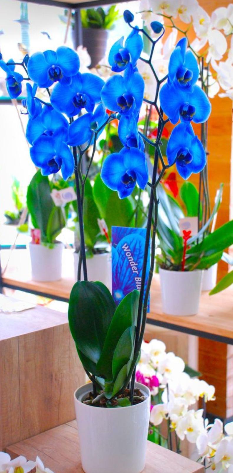 Orkide (Phalaenopsis) Çift Dal Mavi